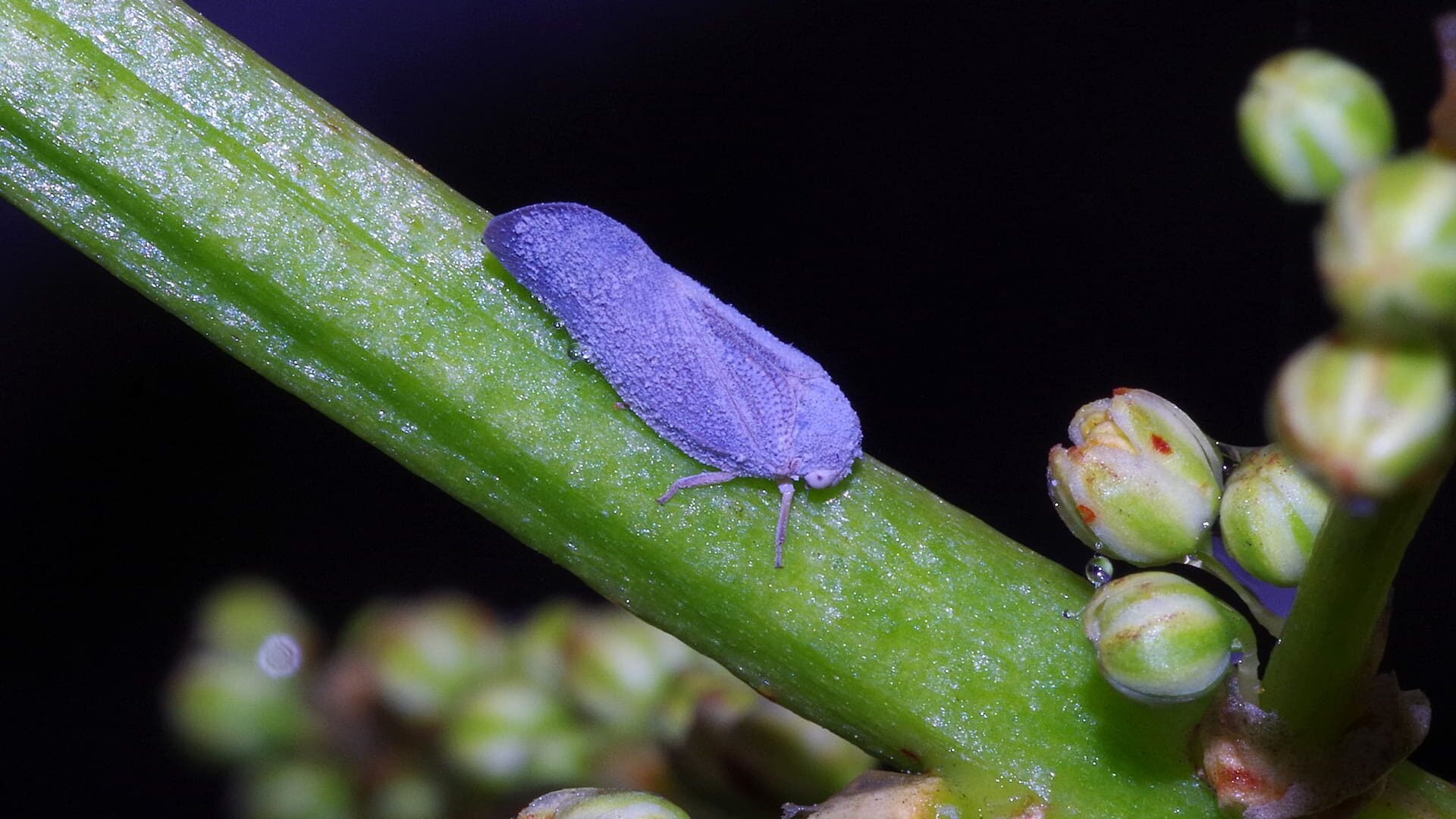 bright purple bug on a bright green plant stem. The bug is heading southeast on the stem towards some budding flowers