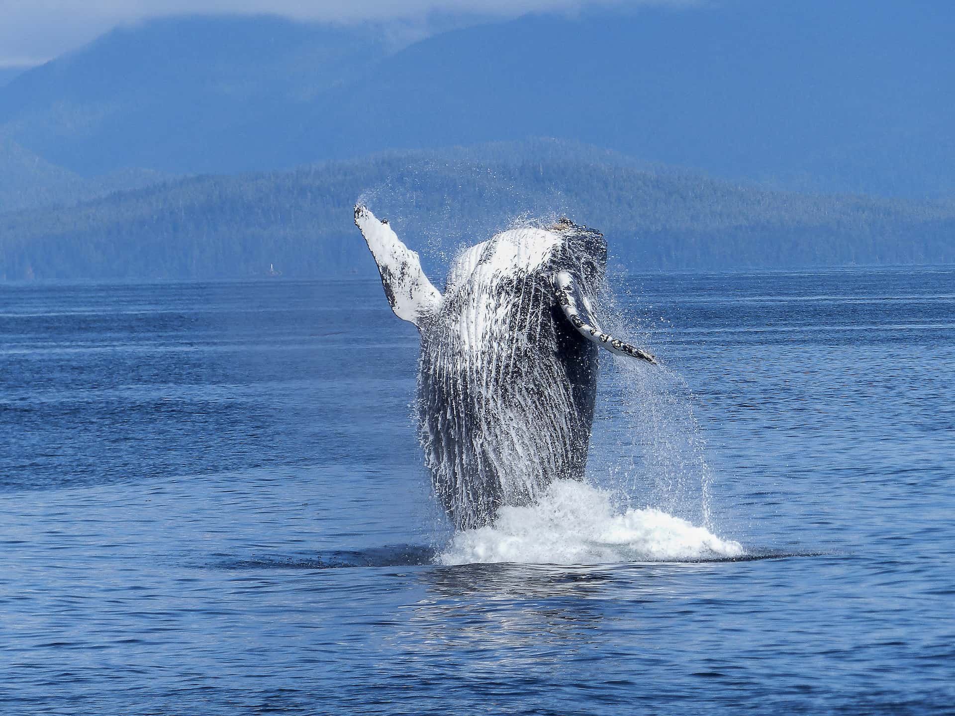 Big, beautiful blue whale doing a slight back-flip out of the water. Hazy hills of what looks like pine trees behind it.