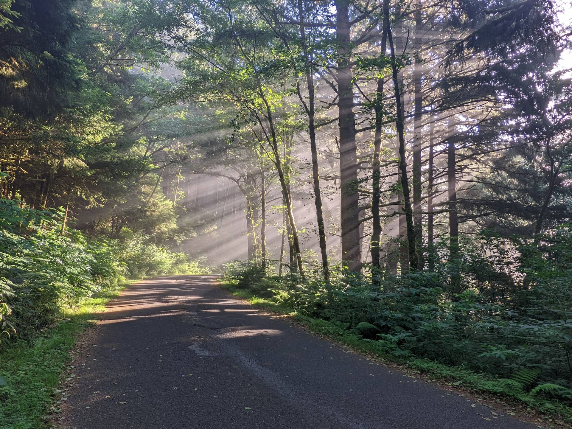 Beams of sunlight passing through trees onto an empty road