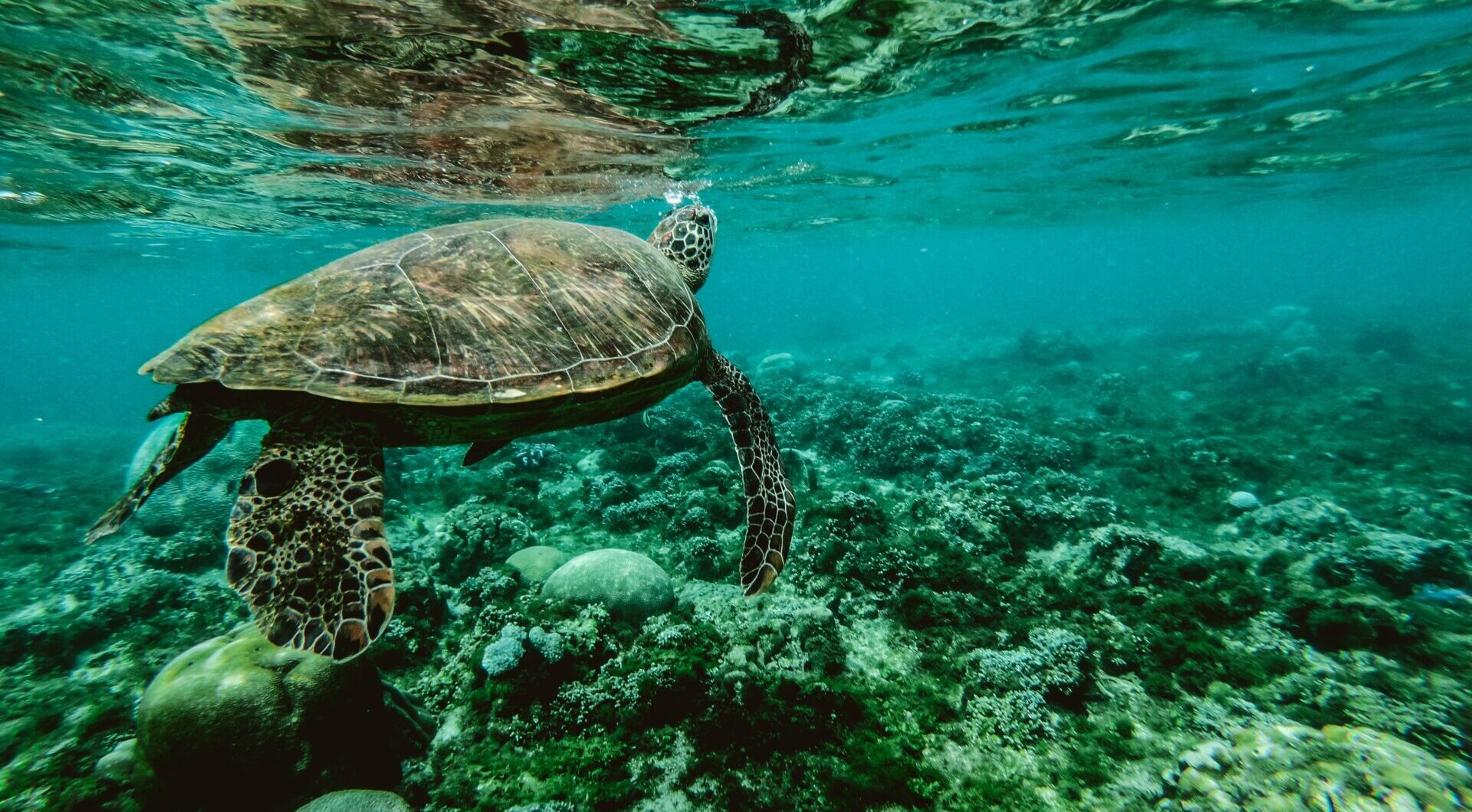Sea turtle swimming above a beautiful green and yellow reef in the ocean
