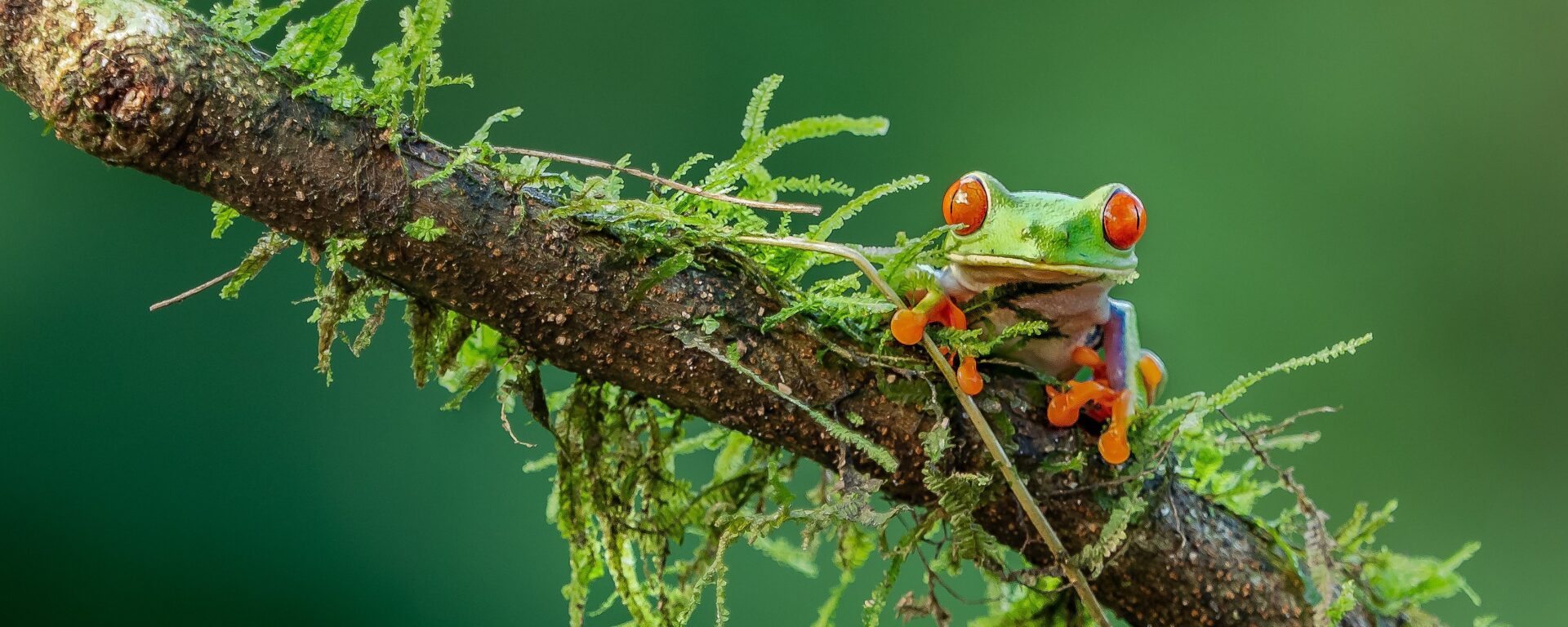 Costa Rican tree frog on a branch