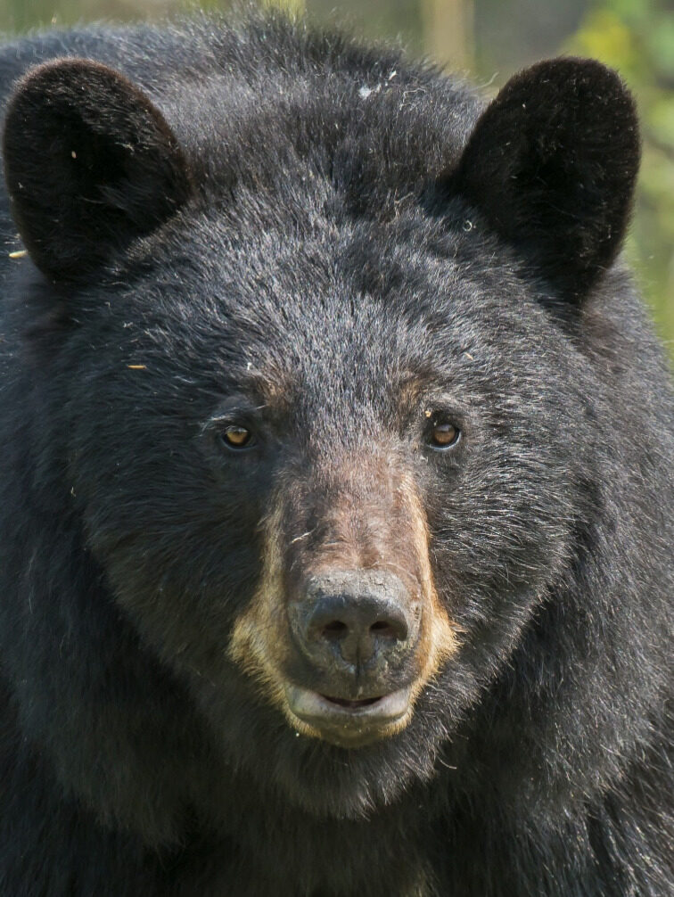 Close up of a black bear's face