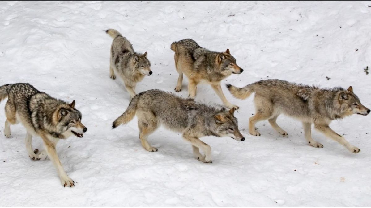 A pack of 5 wolves, all looking in the same direction, walking through the snow