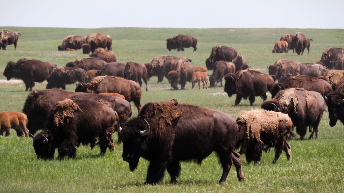 A herd of bison in a field grazing green grass. Photo taken by Stephen Pederson