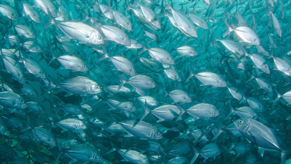 A large school of silver dollar fish in teal colored water