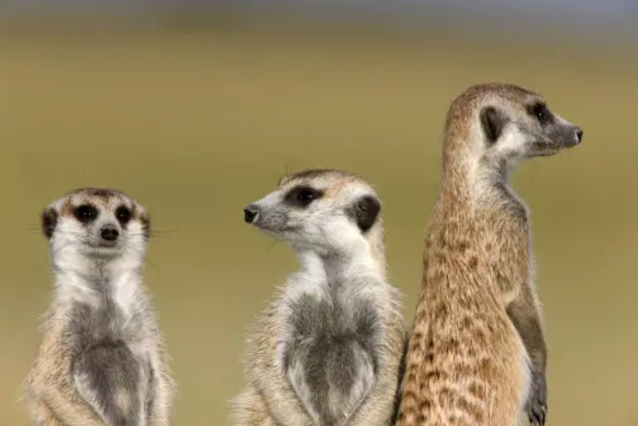 Three meerkats: the one on the far left is looking at the camera, the one in the middle is looking left off in the distance, and the one on the right looking right - so much so that you almost see the back of its head