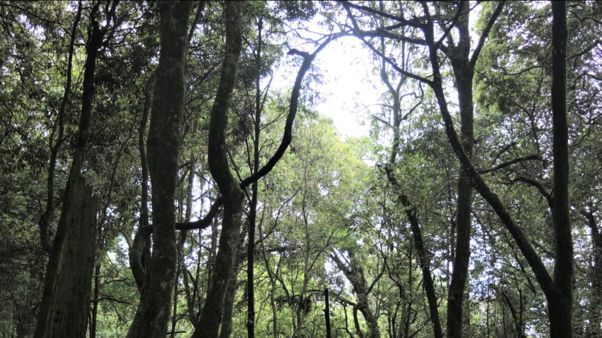 Tree branches forming a sort of circle around where the sun is. lots of green leaves and dark brown branches.