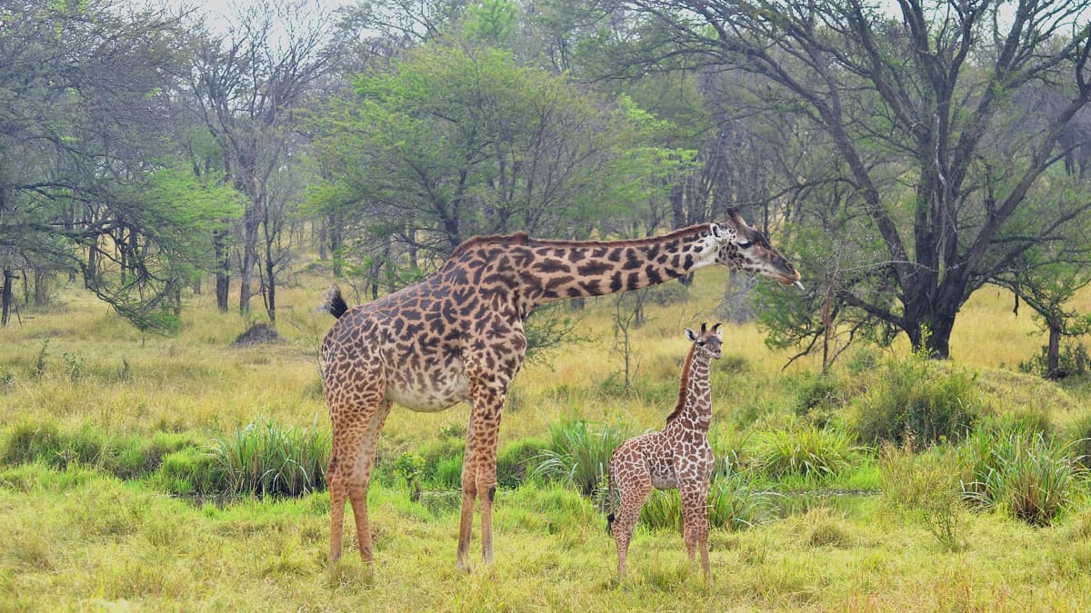 Two giraffes (a mother and baby) eating off a tree with bright green grass beneath them. Taken by James Strittholt.