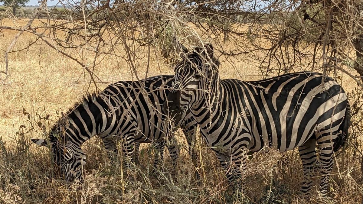 Two zebras in Africa under some dried-up branches attached to a dried-up tree. Image taken by our very own James Strittholt 