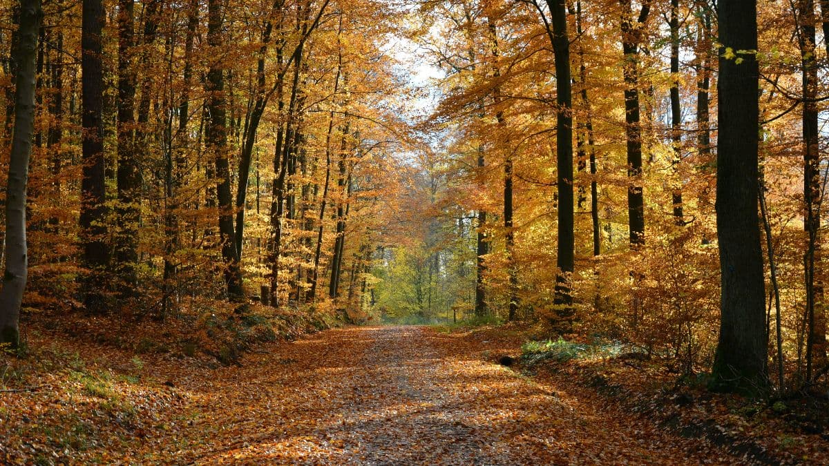 Trees surrounding a walking path in Fall - Yellow, orange, and red leaves with dark brown, wet-looking trunks