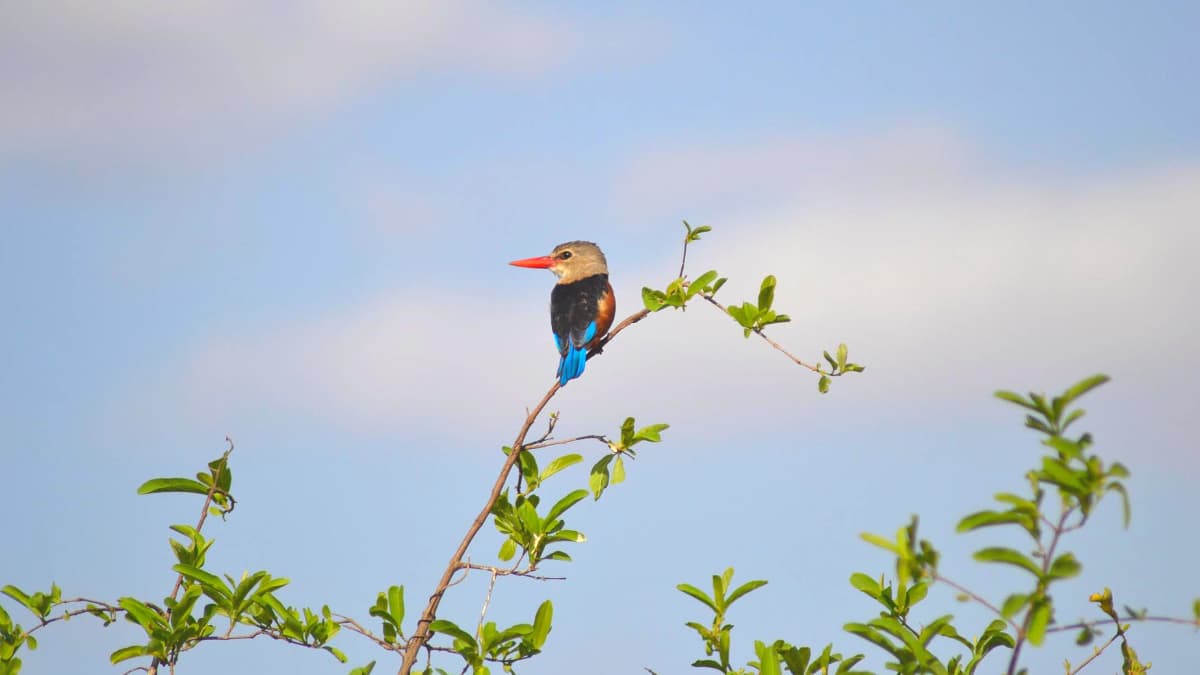 Kingfisher bird with bright blue and orange feathers sitting atop a thin branched tree with green leaves. Image taken by James Strittholt.