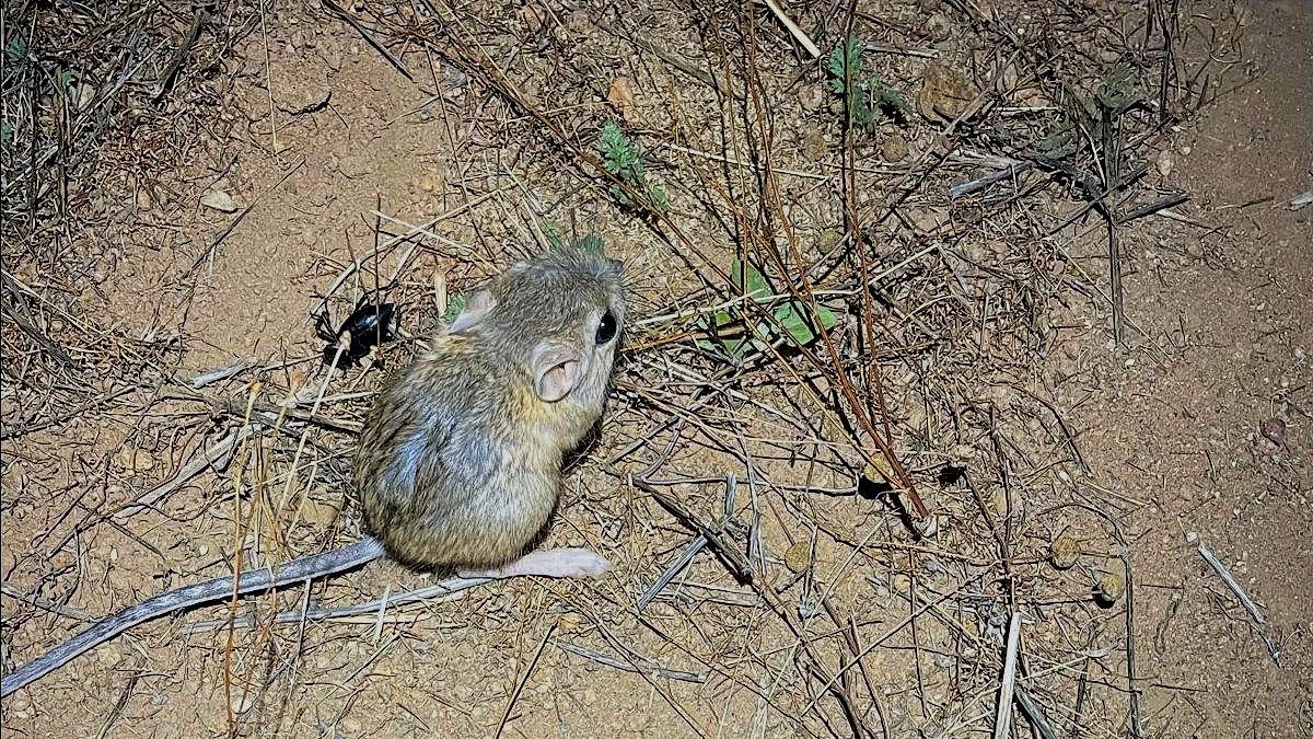 close-up image of Stephens' Kangaroo Rat on dried up weeds