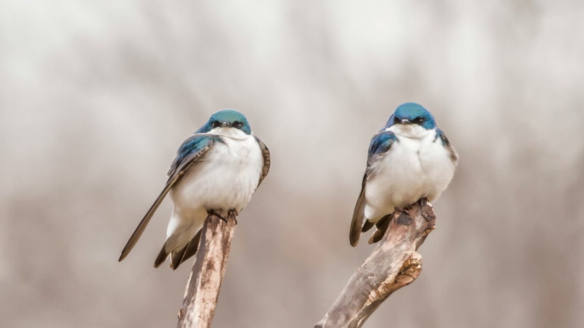 Two blue-headed birds each sitting on the top of two branches next to each other