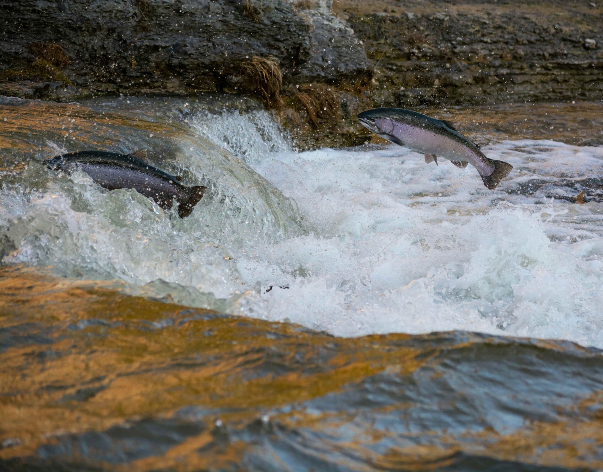 Two salmon fish swimming upstream
