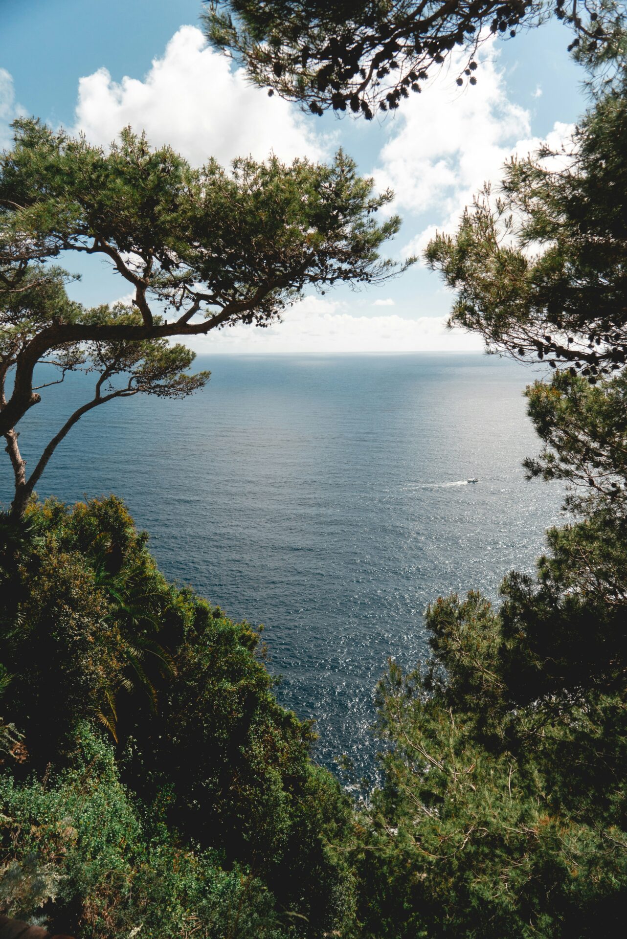 Mediterranean trees with branches forming a someone circular shape with a view of the water