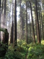 Oregon forest full of trees and green ground cover