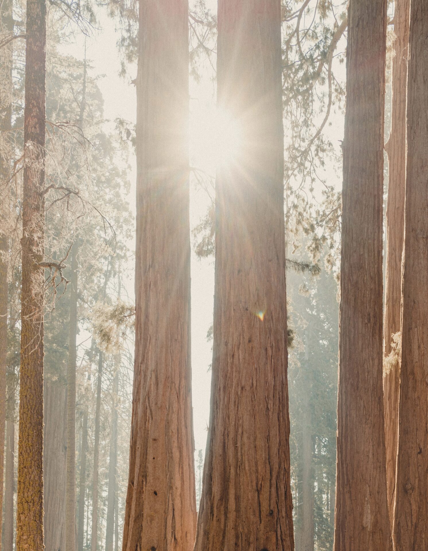 Sequoia trees in the sunlight