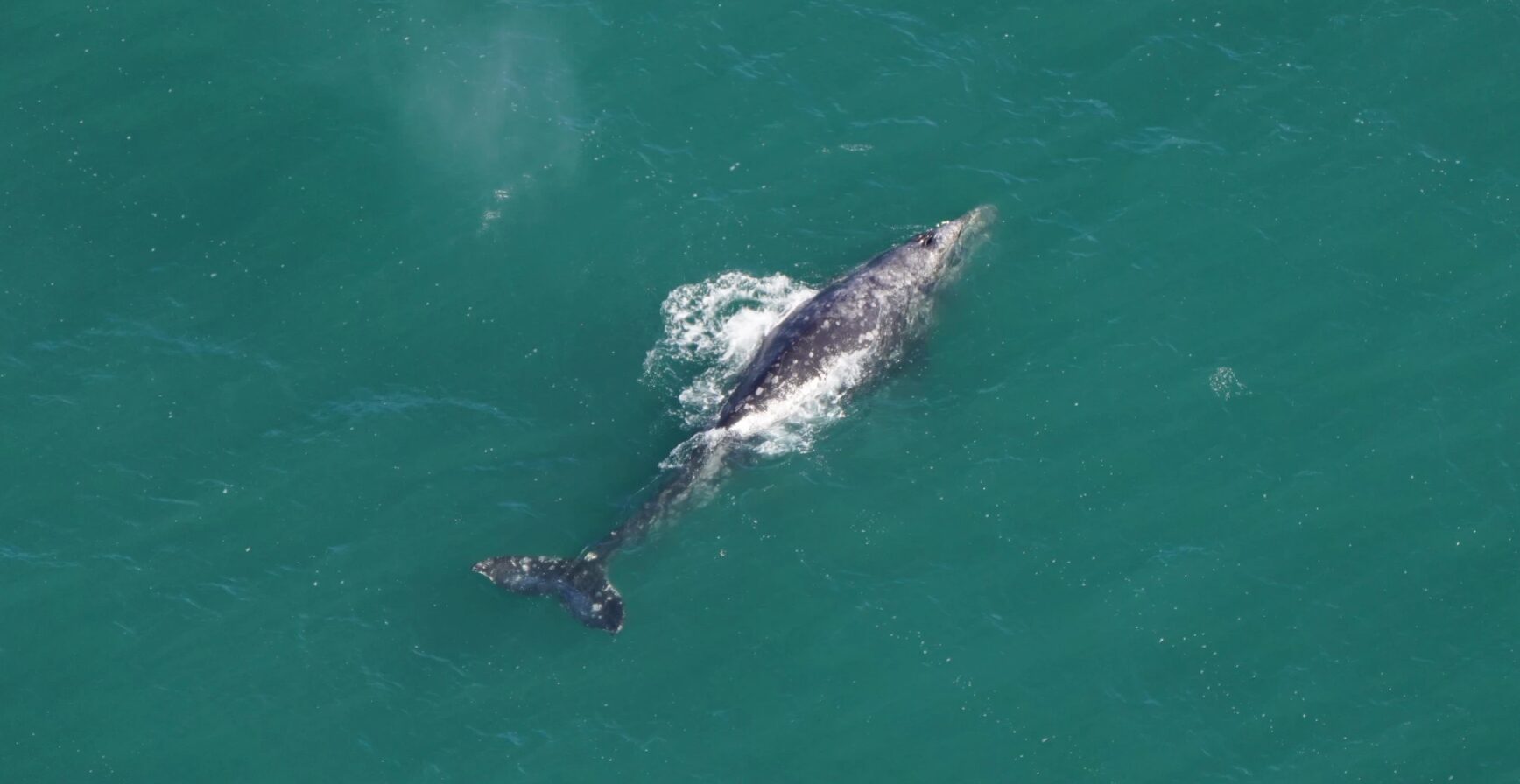 Thin-looking grey whale with white and light grey spots from the ocean. The water is a teal color.