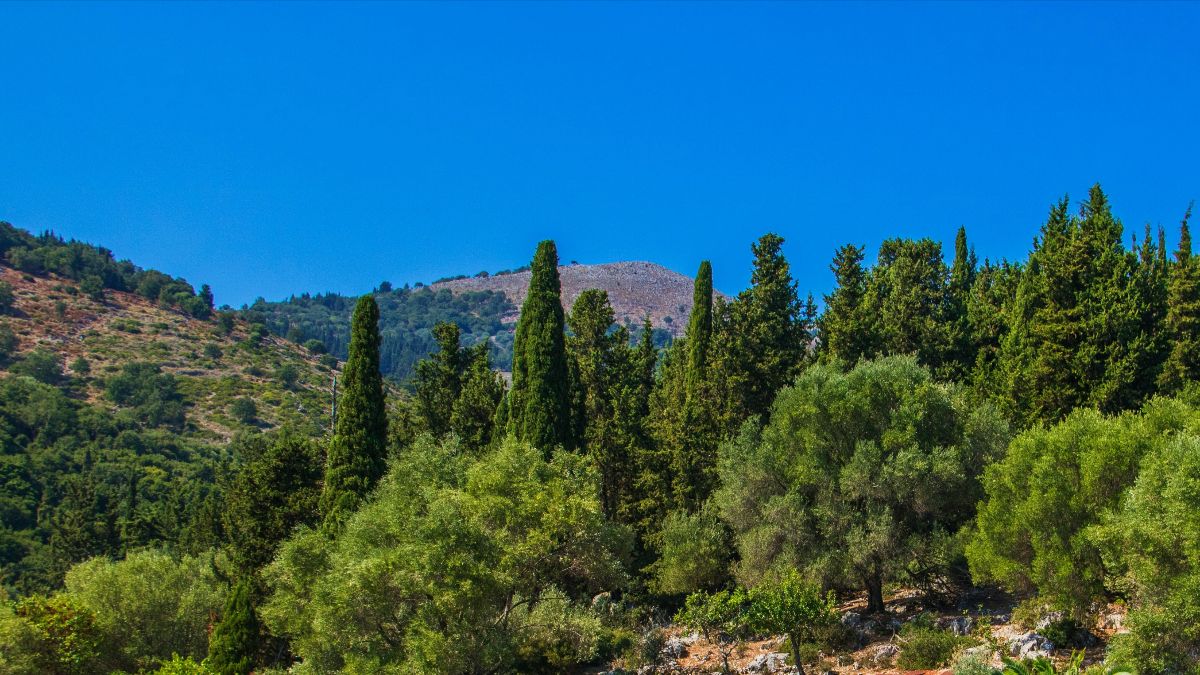 Beautiful Mediterranean-like landscape with green trees and a dried grassy hill