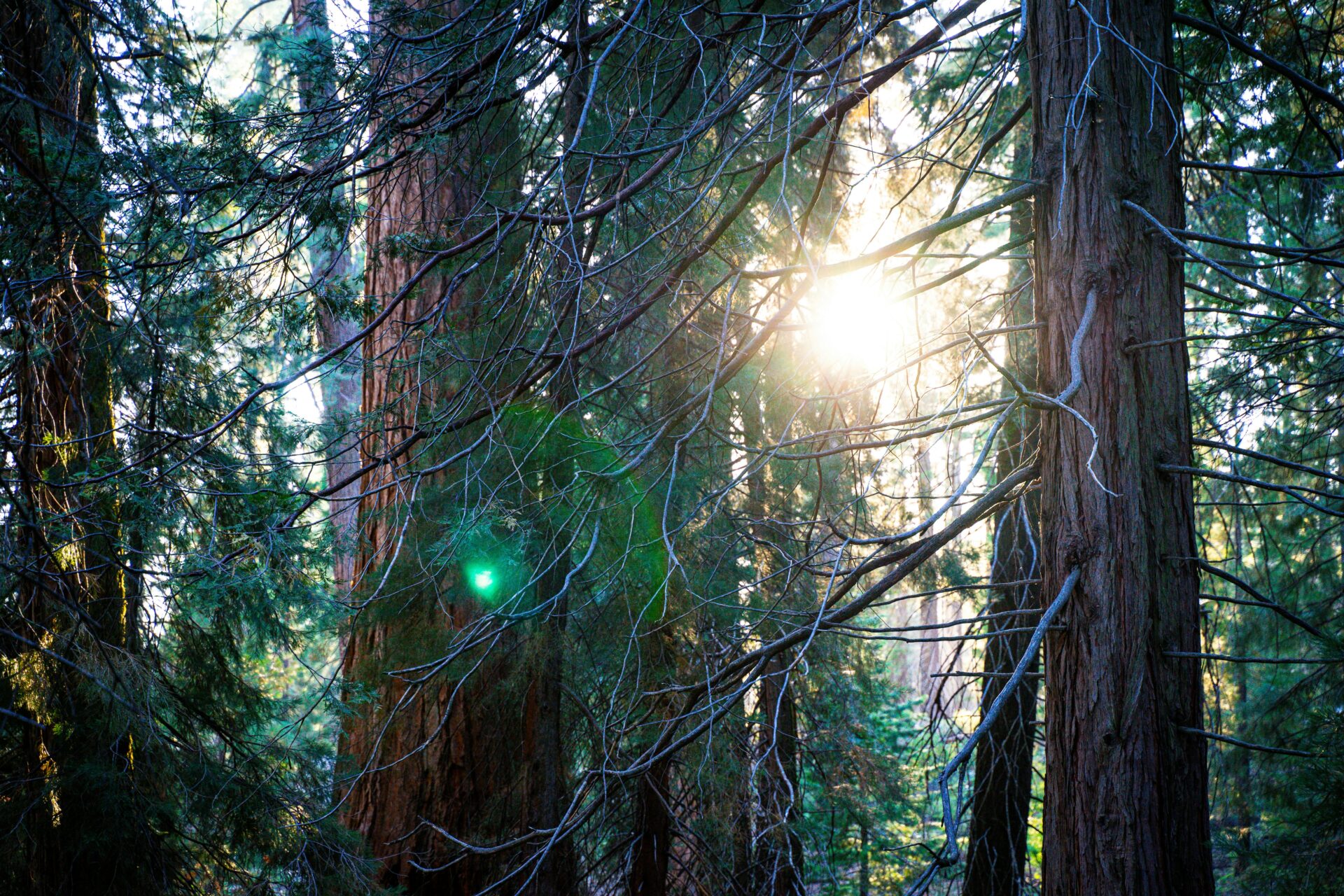 Giant sequoia trees with the sun and many sun beams peeking through two trees on the right side.
