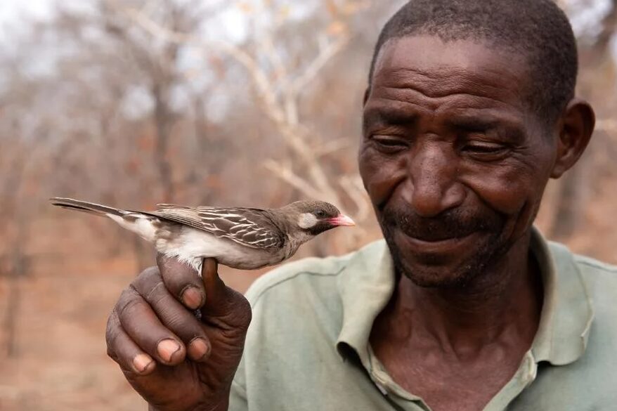 Yao honey-hunter Seliano Rucunua holding male honeyguide caught for research in Niassa Special Reserve, Mozambique. | Claire Spottiswoode