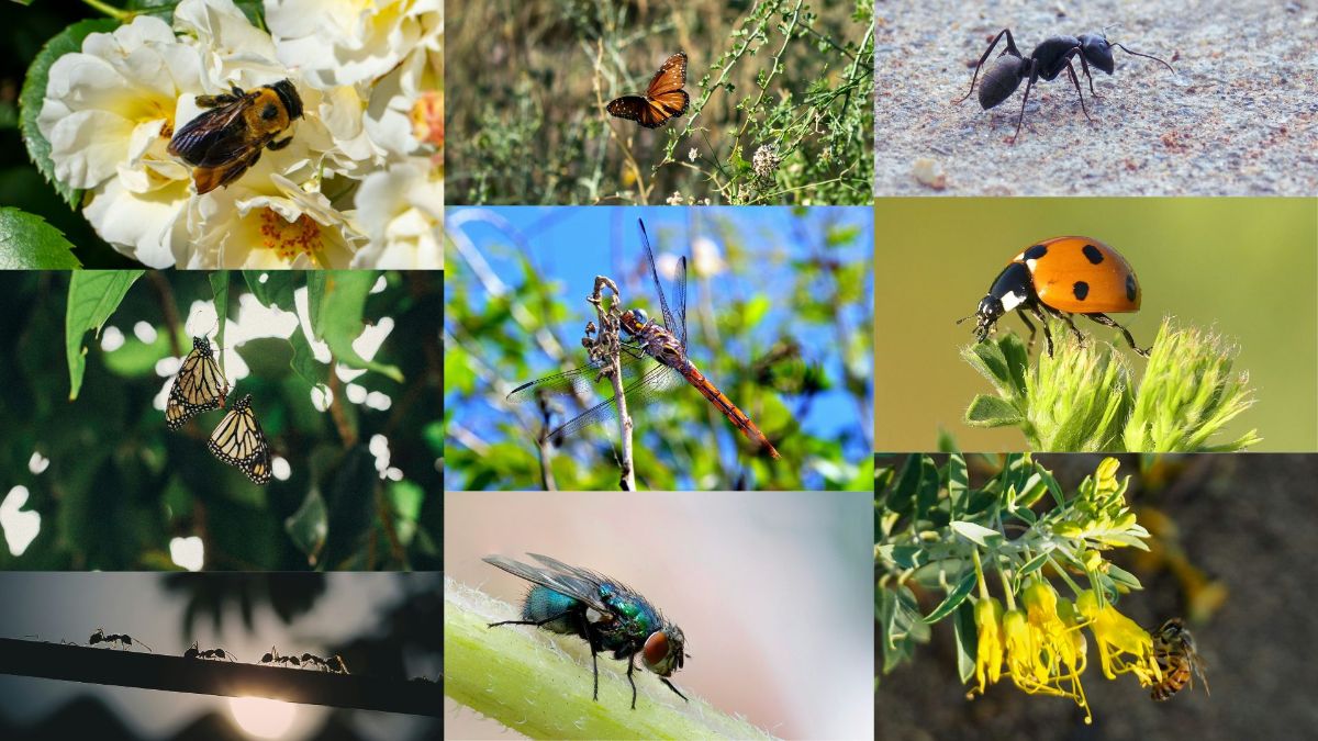 Collage of insects, 9 images in the following order: bumble bee on a flower, butterfly on a green plant, ant, two monarch butterflies in a tree, dragonfly on a small branch, a ladybug on a flower, four ants on a branch with the sun in the background, fly on a stem, honey bee on a yellow flower