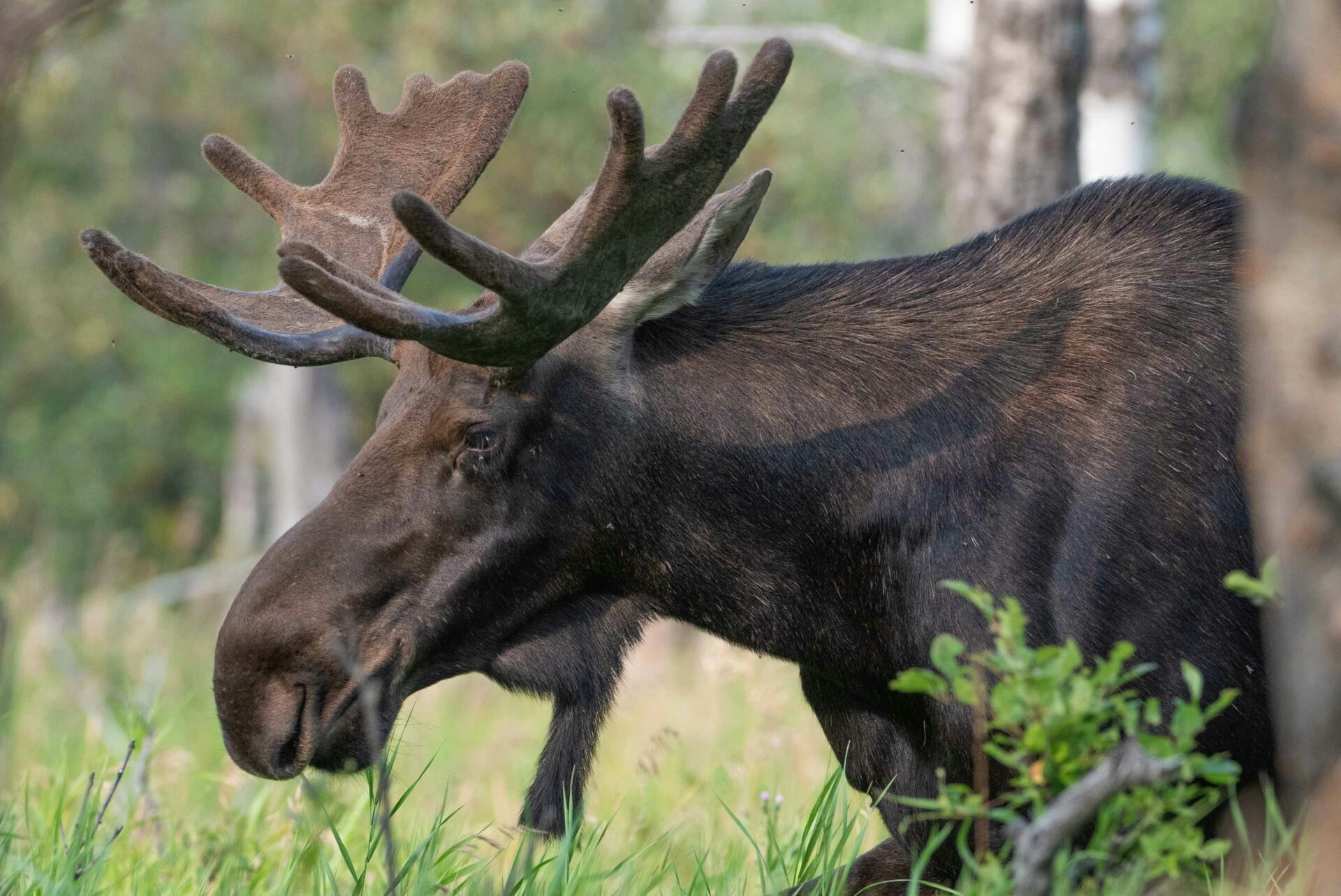 Dark colored moose under a tree, surrounded by greenery in Cypress Hills, Canada