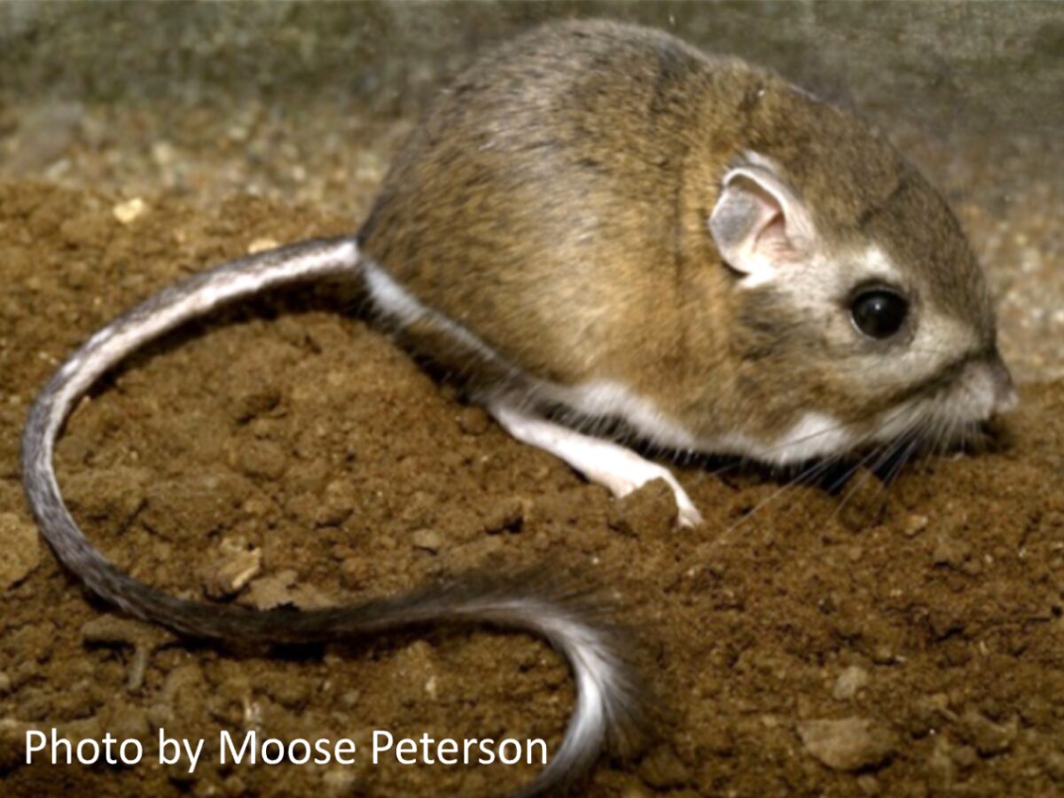 Stephens’ Kangaroo Rat sitting calmly in a soft pile of dirt