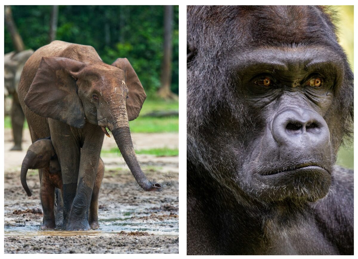 Two picture collage - image on the left is of a Mama and baby elephant, the image on the right is a close up image of the face of a gorilla