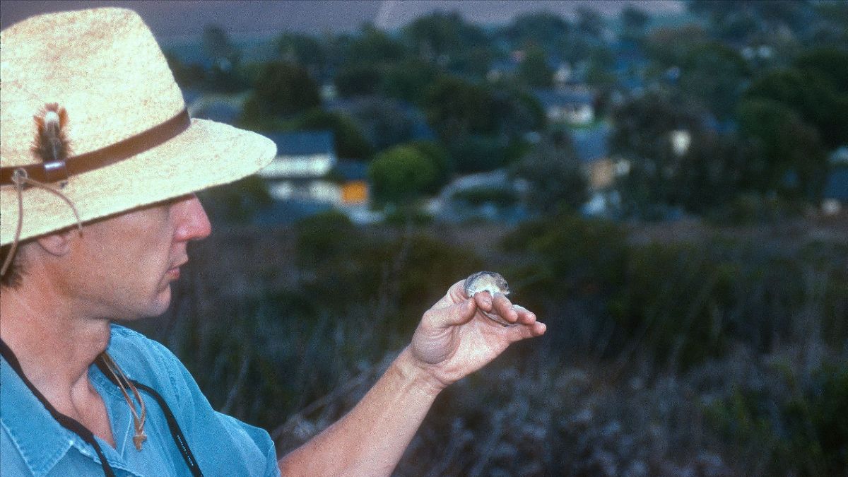 Dr. Wayne Spencer holding a Pacific Pocket Mouse (outside after sunset in California) on Marine Corps Base Camp Pendleton in 1996.