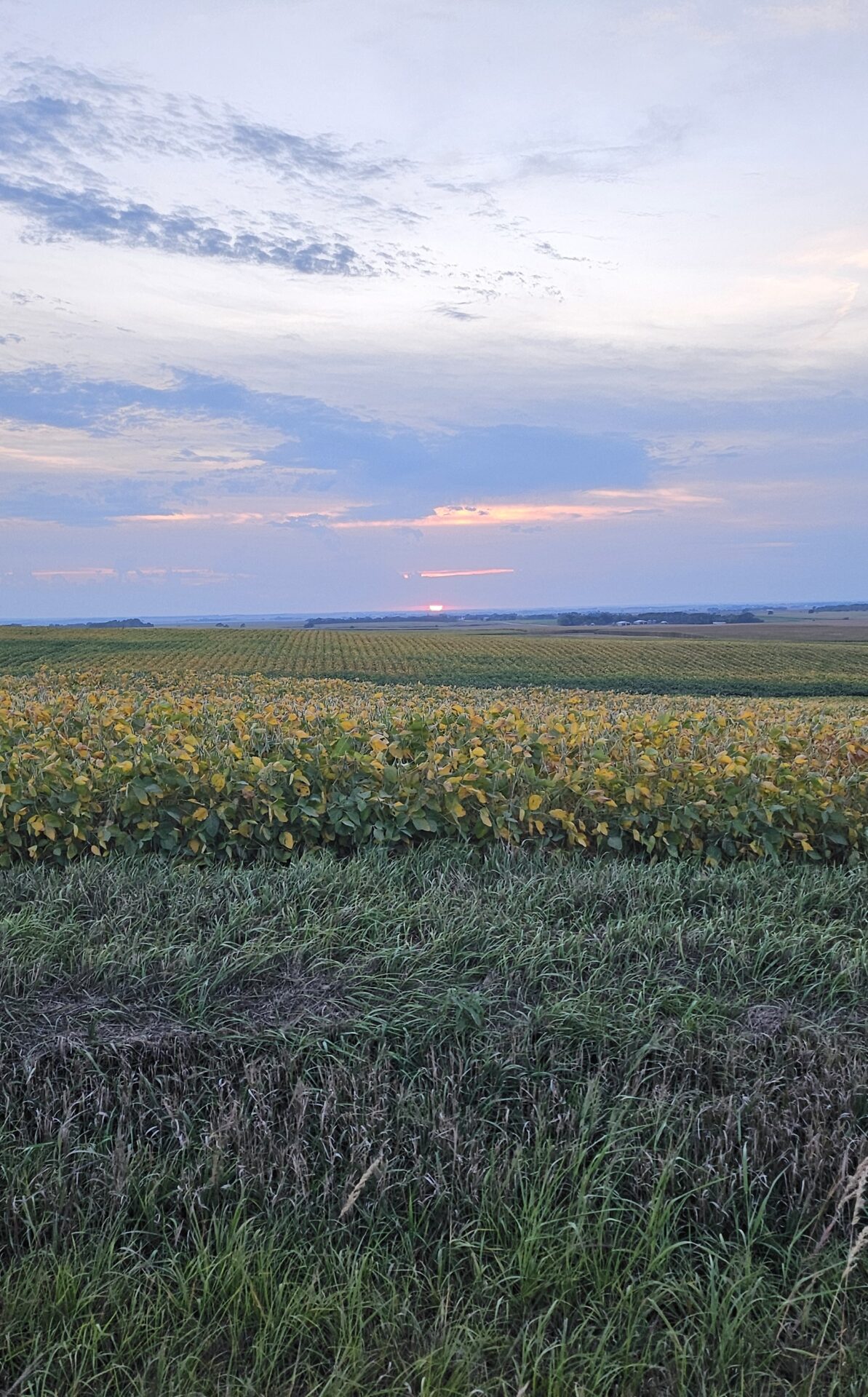 A landscape featuring a green field with patches of yellow plants under a cloudy sky. The sun is setting on the horizon, casting a soft orange glow and reflecting hues of blue and pink in the clouds.