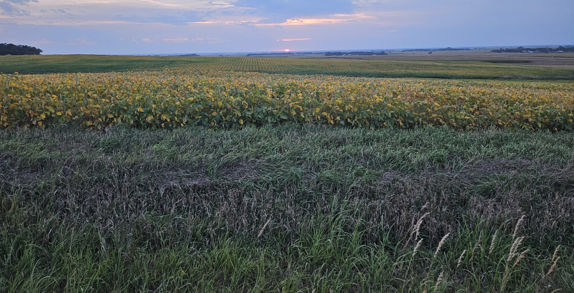 CRP grassland area during sunset, the sky is purple with soft-pink clouds