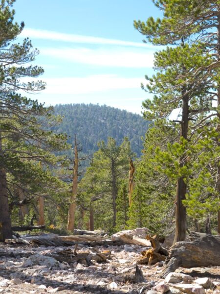 Trees on either side of a mountain view. Blue, sunny skies with thin white clouds.