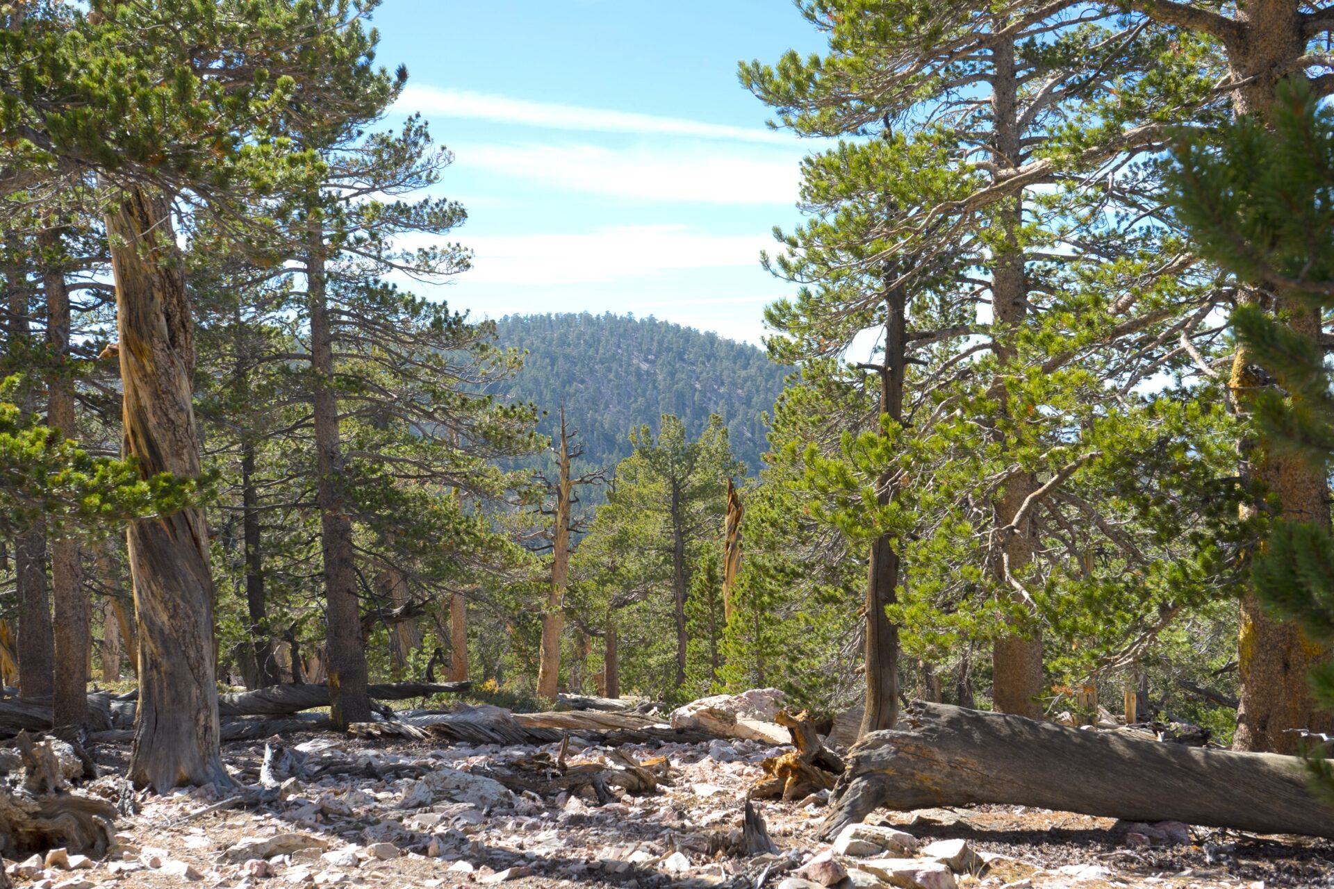 Trees on either side of a mountain view. Blue, sunny skies with thin white clouds.