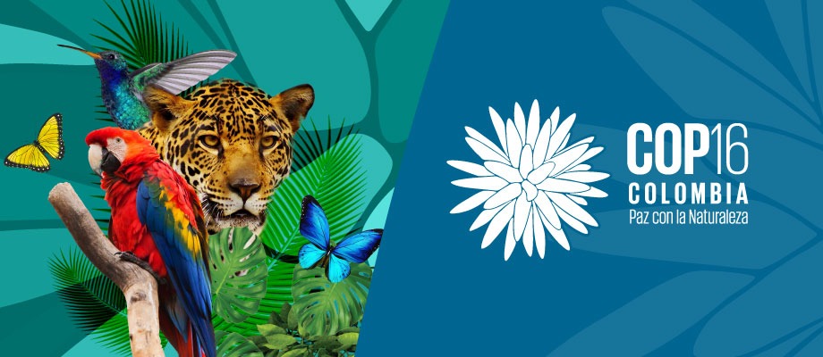 Banner for COP16 (made by the UN) featuring a jaguar, macaw, hummingbird, and butterflies