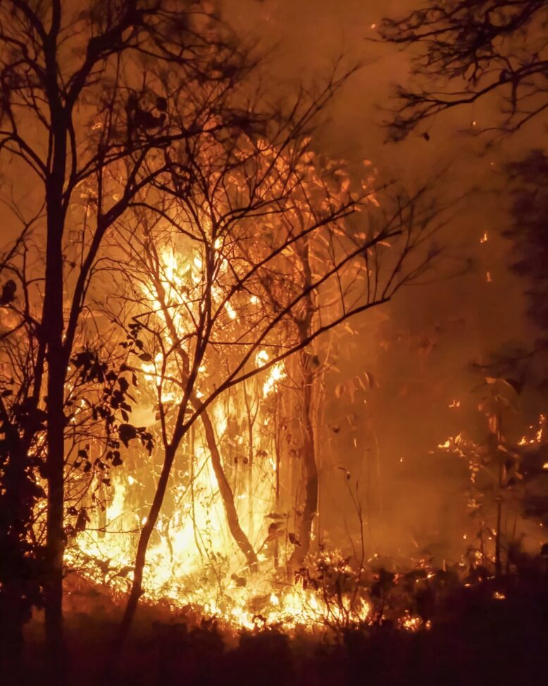 Wildfire causing tropical trees to burn