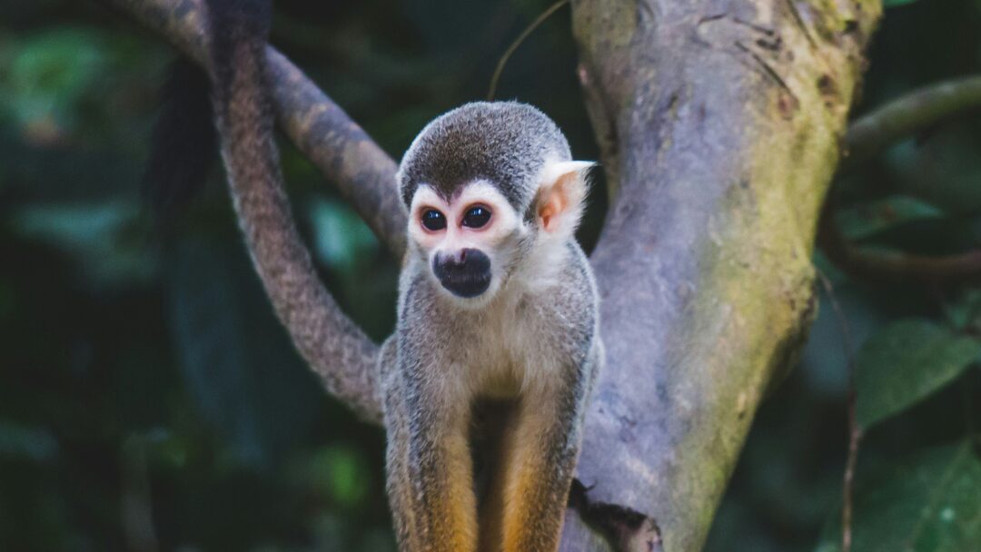 Howler monkey, native to the amazon, climbing down a tree