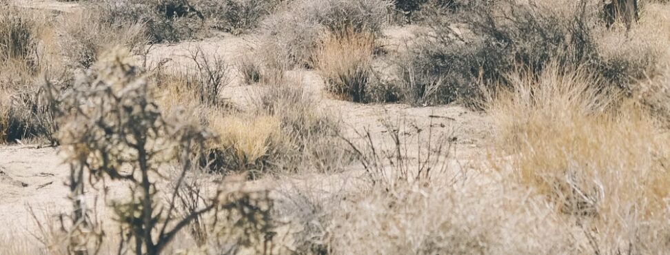 A desert landscape featuring dry, tangled brush and patches of sparse vegetation. The ground is sandy, with shades of beige and brown dominating the scene under a clear sky.