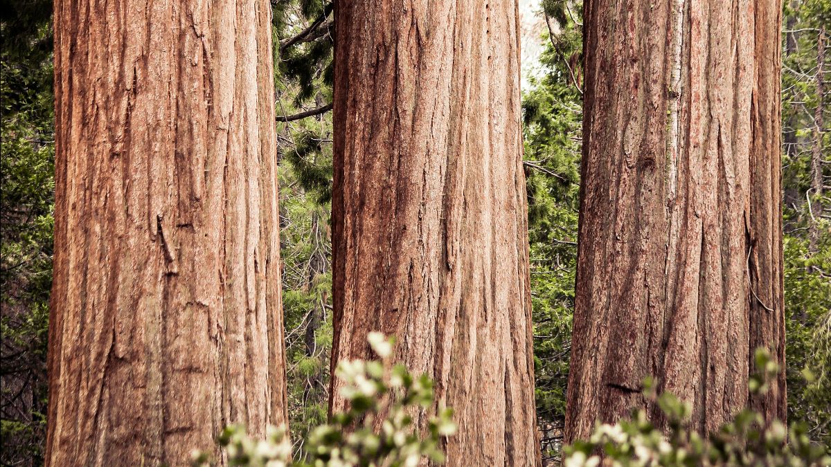 Tall, massive trunks of giant sequoia trees stand closely together in a dense forest. The bark is textured and reddish-brown. Lush green foliage is visible in the background, with smaller vegetation in the foreground.