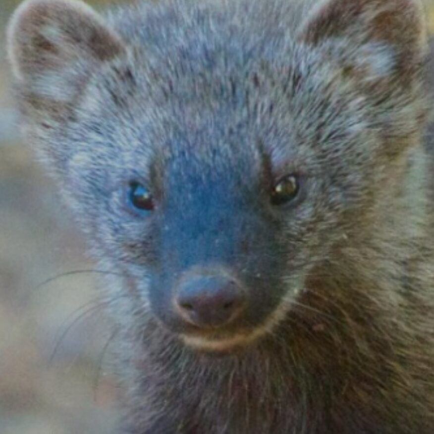 Close-up of a fisher with dense, brown fur and rounded ears. Its small, dark eyes and nose are prominent against the blurred natural background.