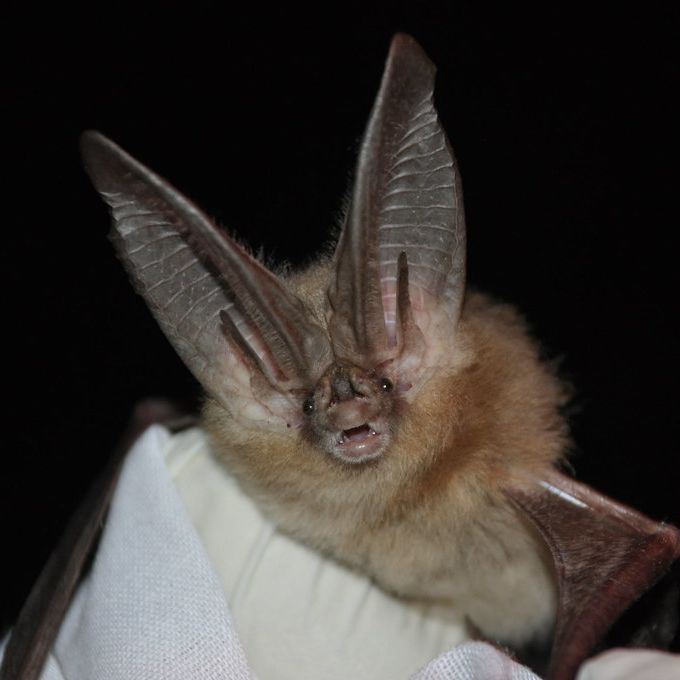 A close-up of a bat with large, pointed ears and a fuzzy face. The bat is resting on a white fabric, likely a glove, against a dark background. Its mouth is slightly open, and its ears stand prominently upright.