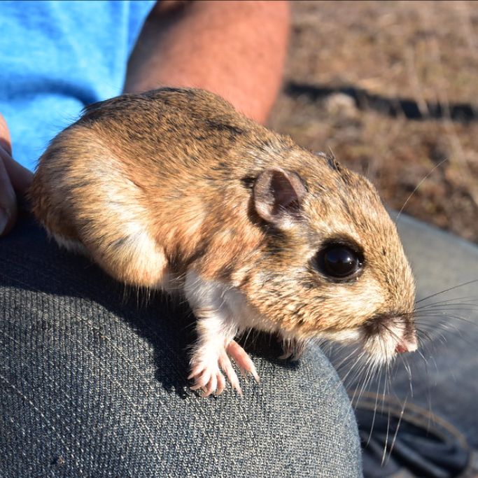 A small, brown and white rodent, possibly a kangaroo rat, is perched on a persons denim-covered knee. The persons blue shirt and part of their arm are visible in the background. The rodent has large, dark eyes and long whiskers.