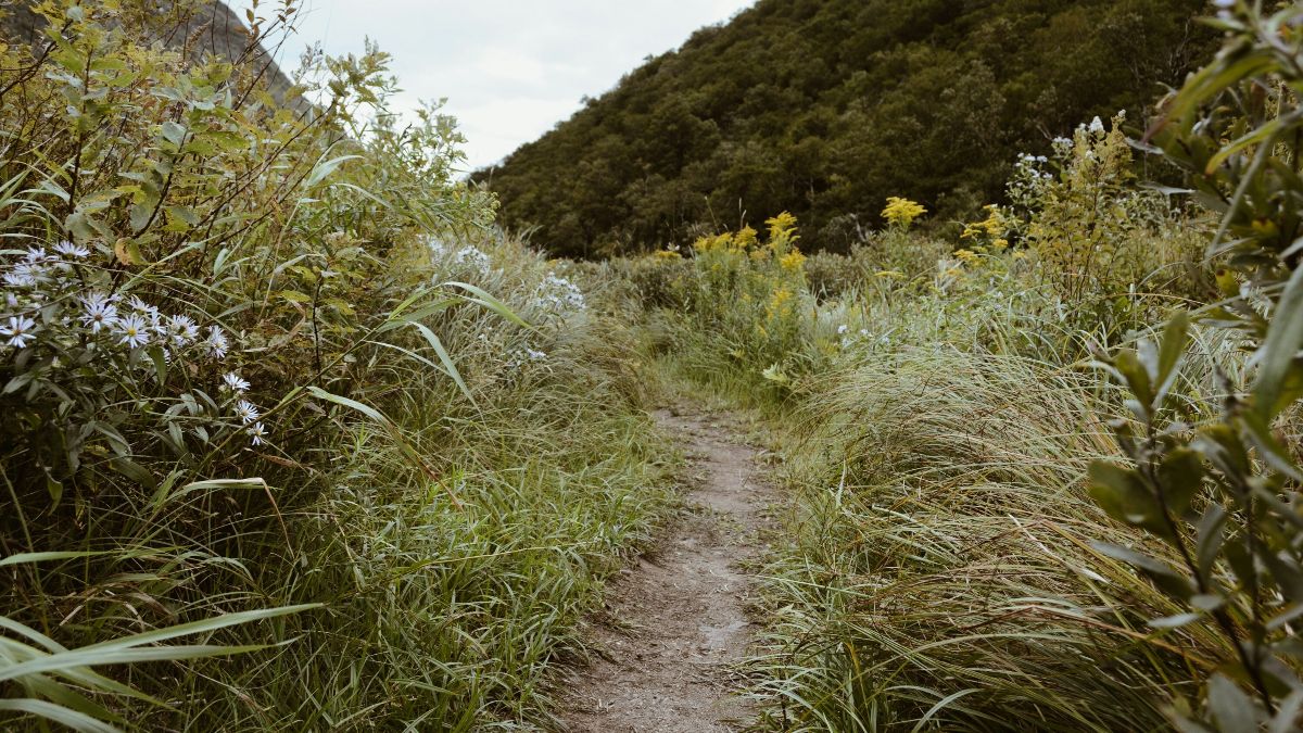 A narrow dirt path winds through a lush, green meadow with tall grasses and wildflowers. Dense, leafy trees form a natural border along the path. The sky is overcast, casting a soft light over the vibrant landscape.