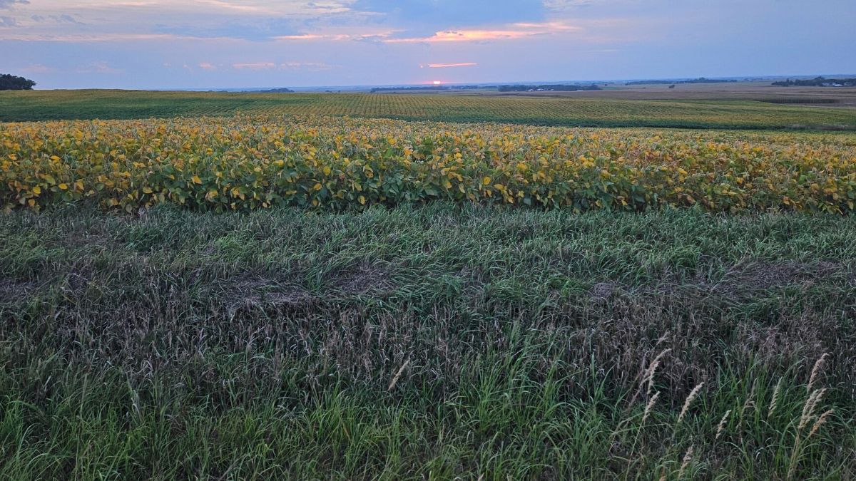 A vast, open field with layers of green and yellow crops stretches towards the horizon. The sky is partly cloudy with hues of pink and blue, hinting at either sunrise or sunset. The landscape is calm and expansive.