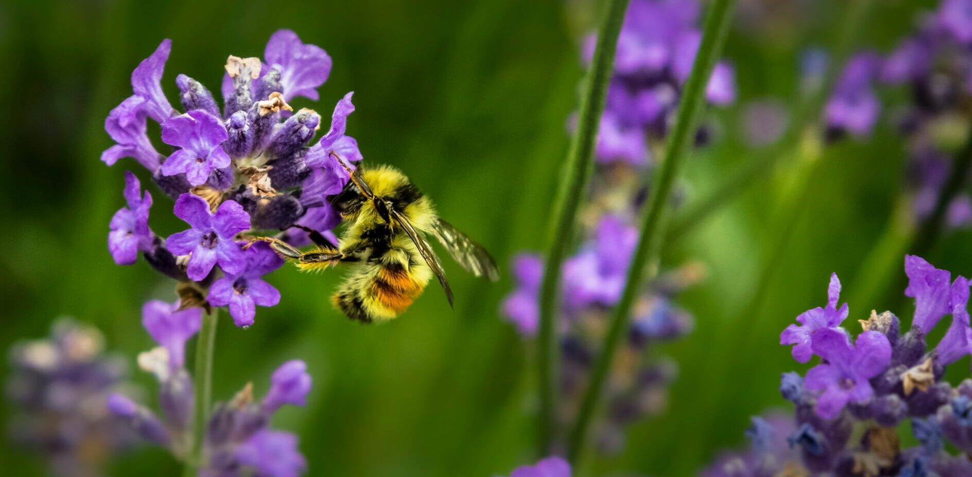 A fuzzy bee hovers near vibrant purple flowers, collecting nectar. The background is a soft blur of green and more purple blossoms, giving a sense of a lush garden setting on a sunny day.