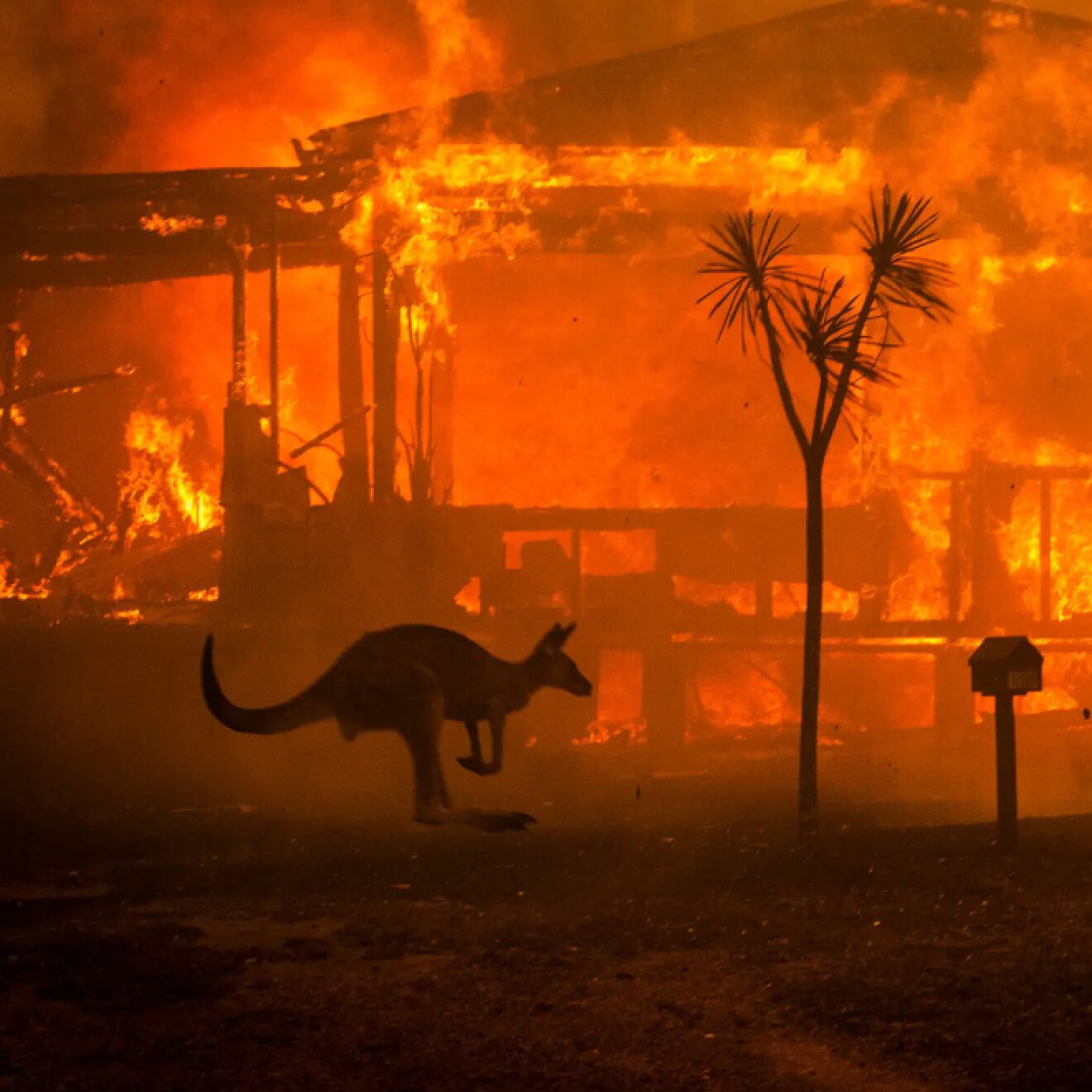 A kangaroo hops in front of a large, blazing fire that engulfs a house in the background. Silhouetted against the orange flames, a small tree and mailbox are visible. The scene evokes a sense of urgency and danger.