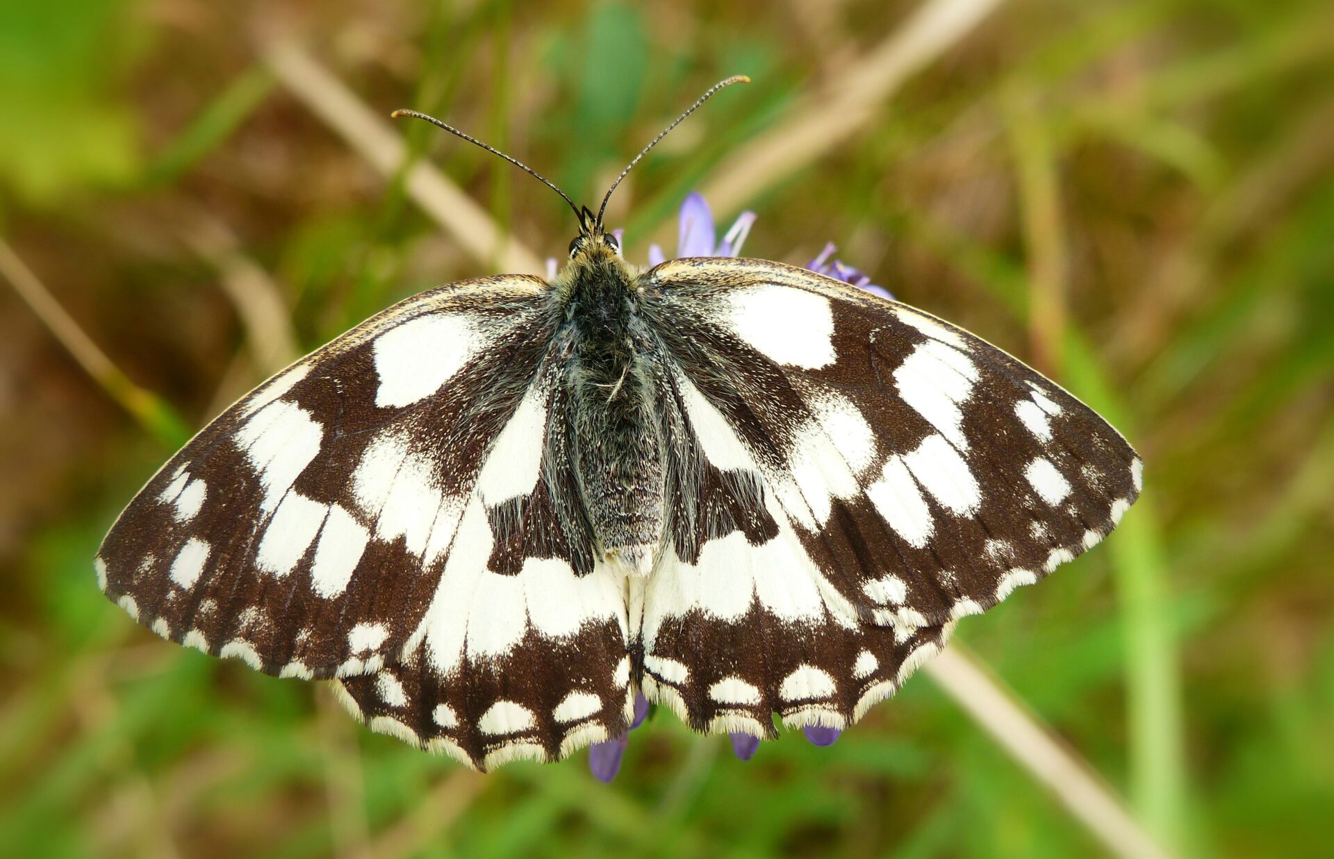 Brown and white moth on grass